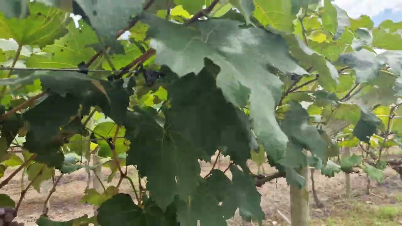 Problemas na produção 