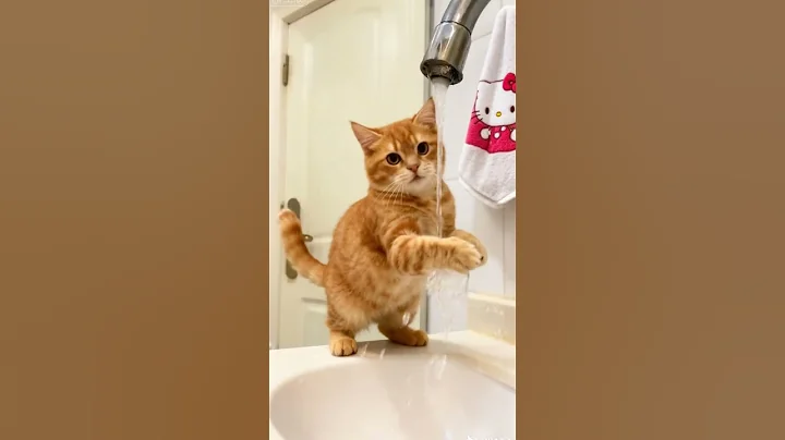 Video 11491021: cat kitten cute funny, kitten washing, kitten cleaning, little kitten, ginger kitten, kitten love