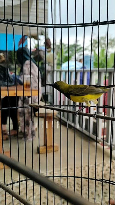 story wa burung sogon/sriganti ngleper