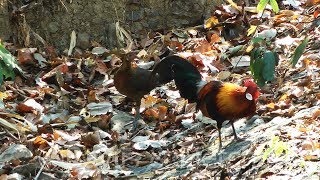WOOWW !!! JADI BEGINI AYAM HUTAN MERAH HIDUP SECARA BEBAS DI ALAM LIAR