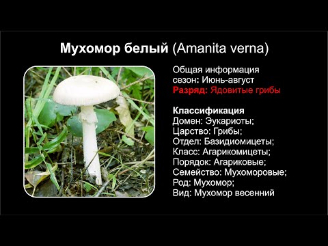 Мухомор белый (Amanita verna)