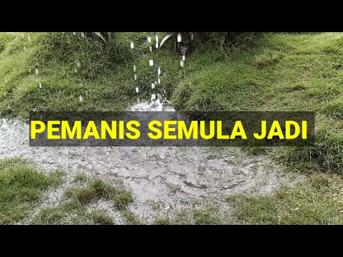 Video: Pemanis Semula Jadi