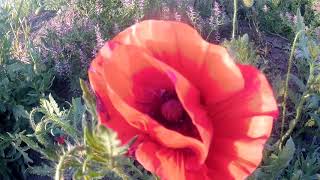 field of poppies / campo di papaveri