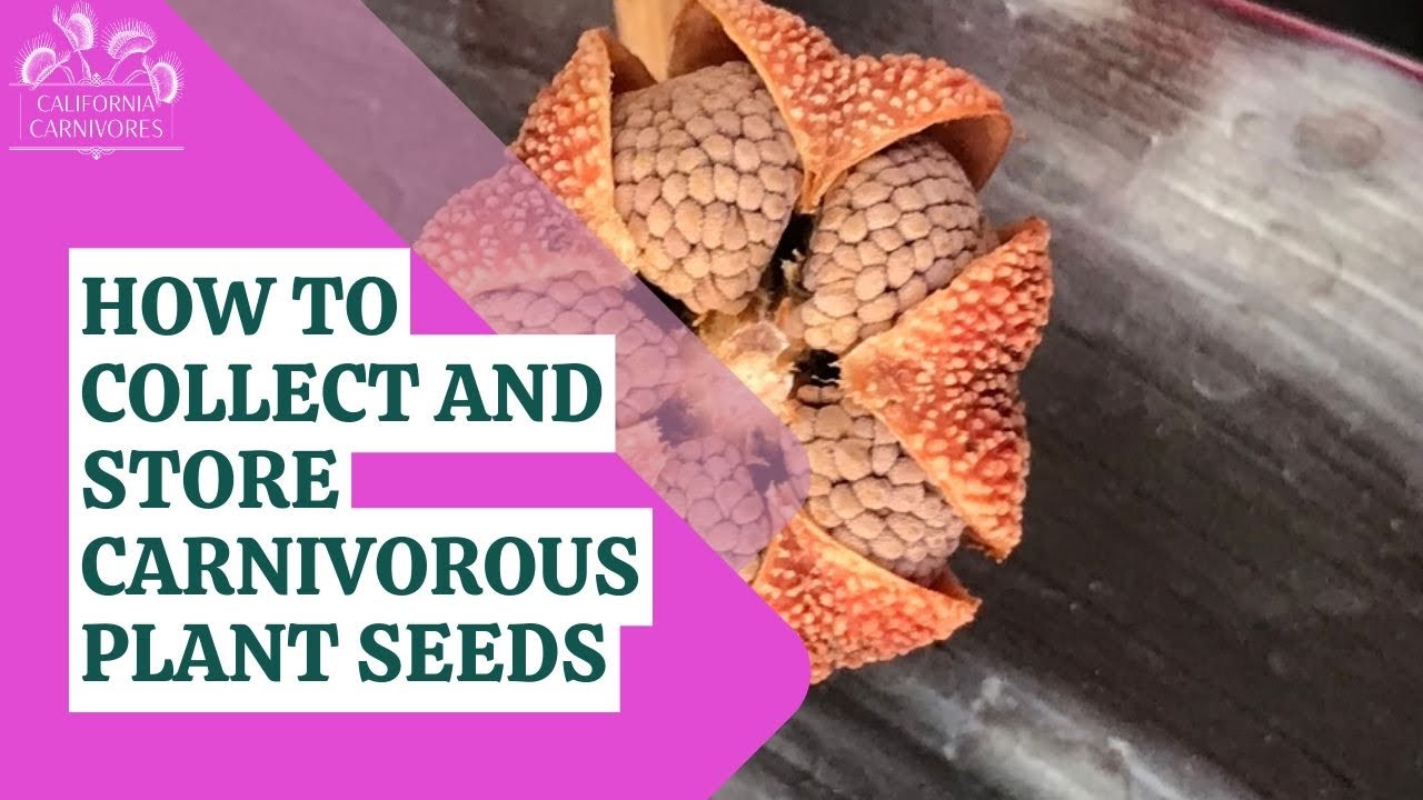 How to Collect and Store Carnivorous Plant Seeds