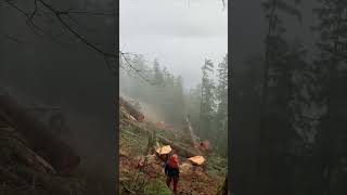 Tree Felling for Logging Purposes