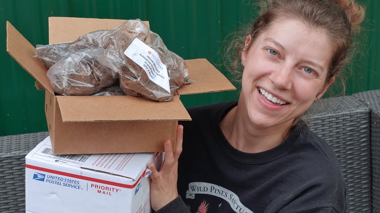 Dutch Grown Echinacea and Dreamland Flower Farm, Honey Bee Dahlias Tuber Haul 2023 | Wild Pines Farm