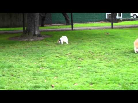 Mungo's first visit to the Forbury Corner Dogpark