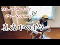 【真夜中のギター】島谷ひとみ/ウクレレ弾き語り
