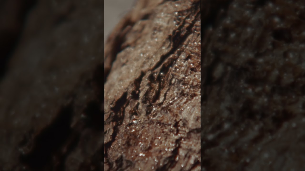 Time Shapes the Bark