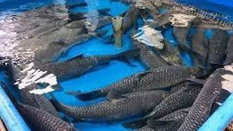 Nguyên nhân và cách khắc phục cá trắm đen trong ao bị bệnh đầu đen