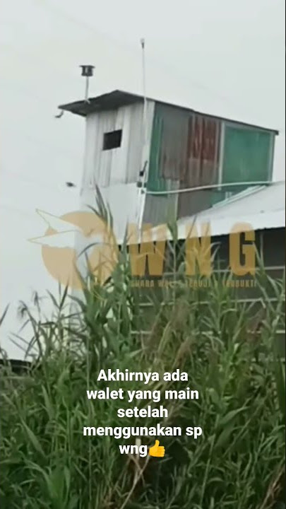 Respon Suara Walet WNG