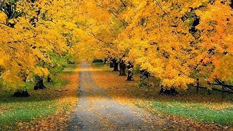 سورة الرعد بصوت الشيخ / نبيل الرفاعي 13