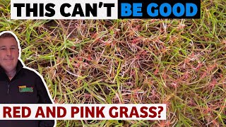 Why is my lawn turning brown and red | how to prevent it