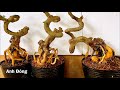 Cây sơ ri bonsai đẹp lạ