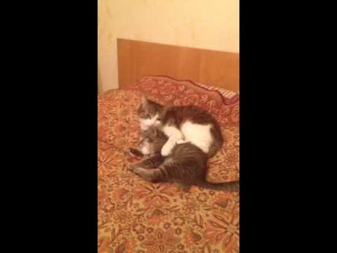 Кошка Маркиза моет чужого котенка по имени Моня