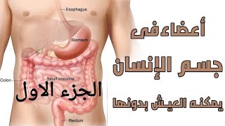 اعضاء فى جسم الانسان يقدر يعيش من غيرهم