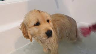 Full First Bath For Kenzi Cutest 8 Week Old Golden Retriever Update
