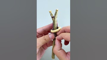 Removing the ring, easy or impossible?#Puzzles #IQ #iqtest