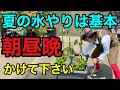 【もう迷わない】夏の水やりが不安な方は必ず見て下さい 【園芸超人カーメン君】
