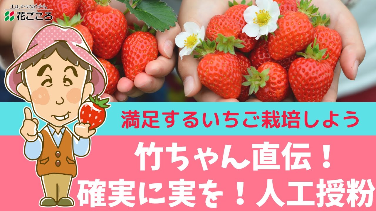 竹ちゃん直伝 イチゴの人工授粉 実を付けたい Youtube
