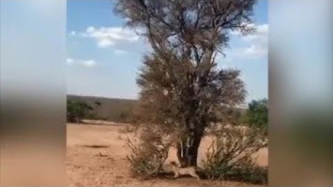 Viral Video: Leopard Pulls Off Incredible Backflip To Catch Its Prey