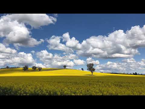 Time Lapse of Cowra Canola Field