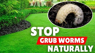 Natural Ways To Get Rid Of Grub Worms In Your Lawn Instantly
