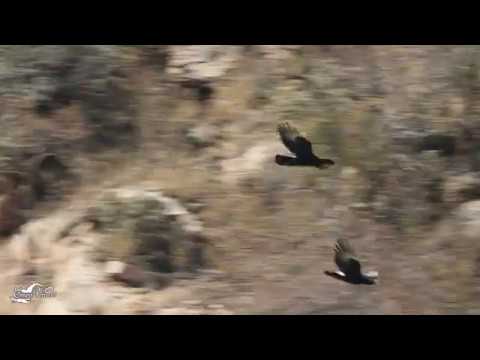 Courtship Flight And Nest Building