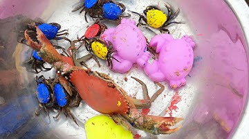 Thảo Cady lái xe cấu đi giải cứu các con vật trong hang đá, con cua, con ếch, máy xúc, xe tải.