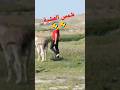 شمس العشية Shorts Villagelife Morocco الشان المغرب Maroc المغرب مقاطع مضحكة ضحك Laughing 