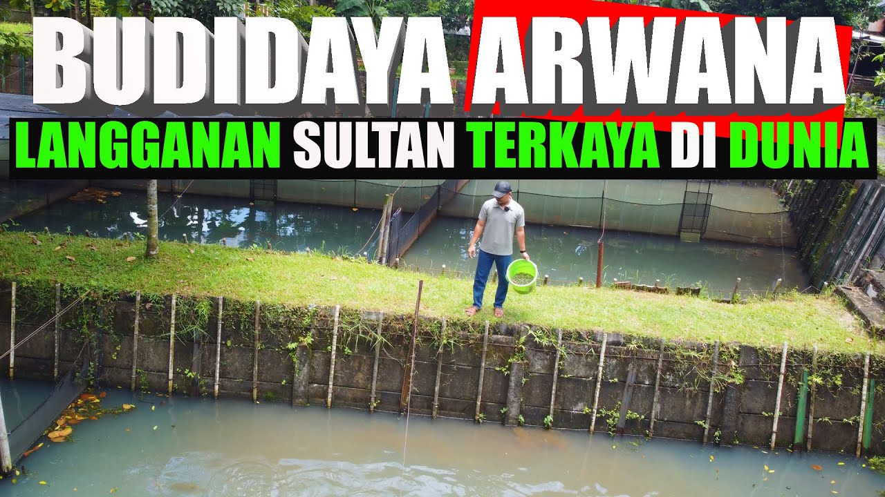 Budidaya Arwana Super Red : Sultan Terkaya Didunia Belinya Disini