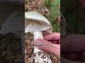 Ref:vIvvlgPJ_fg 3 champignons mortels � �viter absolument