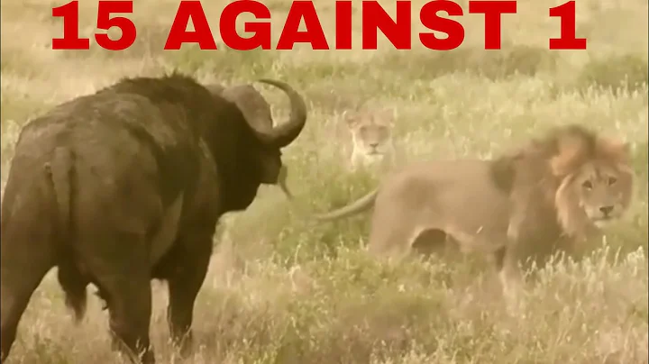 No Scratches. No Fear. The Cape Buffalo Standoff. Cape Buffalo vs Lions