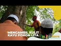 Membuat Kulit Kayu Pohon Lita | SI BOLANG (10/01/23)