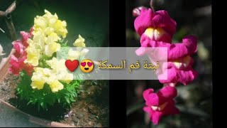 العناية بنبتة فم السمكة (حنك السبع ) وطريقة سقايتها 😍💚🌿🌲