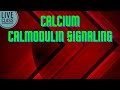 calcium calmodulin pathway||Live Class||bengali
