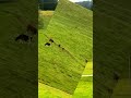 Why Swiss Farmers Fear This Cow? (Jersey Cows in Switzerland) #shortsviral