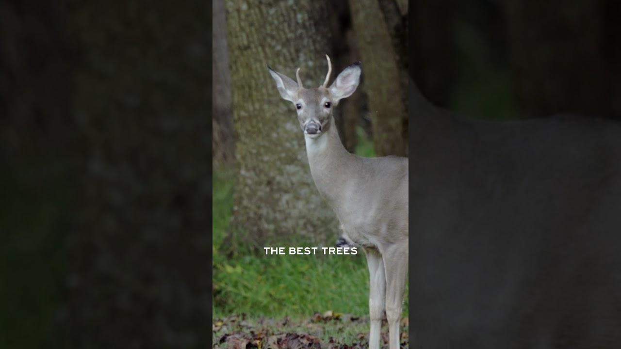 Deers eat at the safest drop, not the heaviest