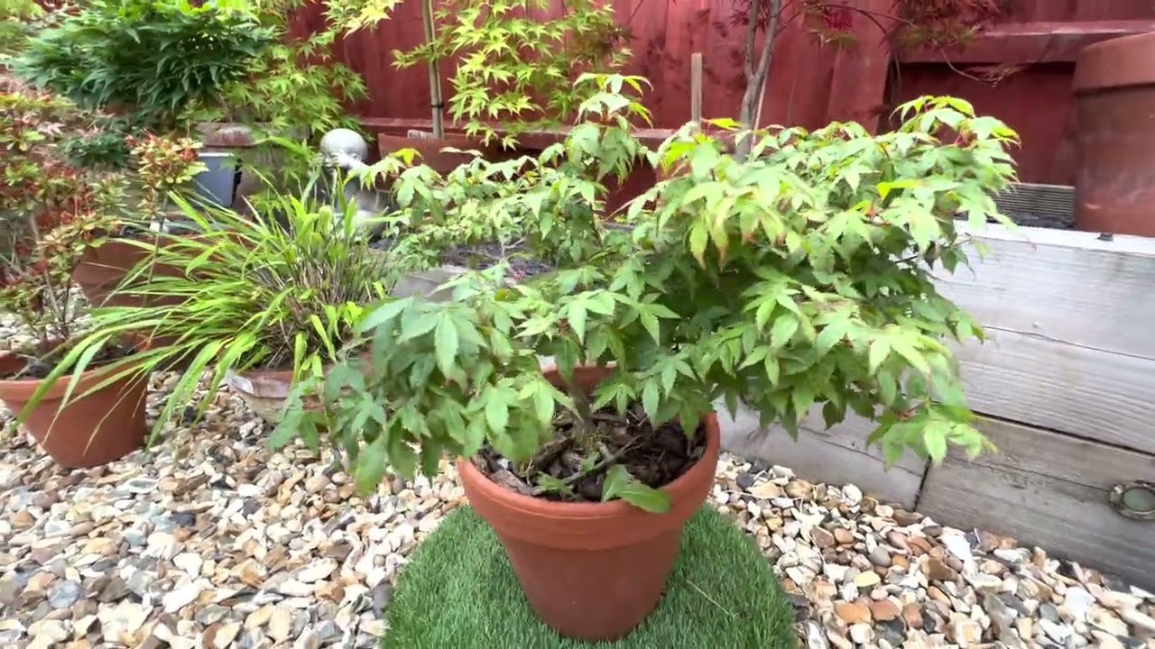 Japanese Maple trees, Acer palmatum Little Princess, slow grower that is  perfect for Bonsai!