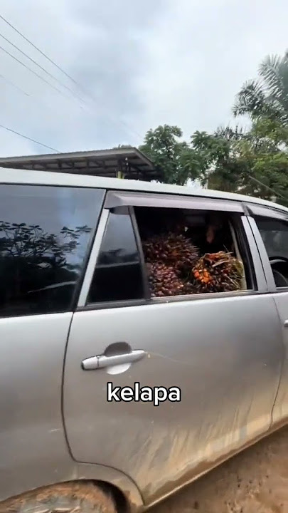 Edan dikalimantan mobil inova jadi alat langsir sawit