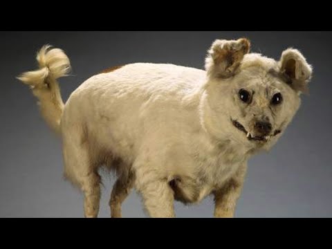 Video: 5 Razze di cani viventi che non hai ancora sentito