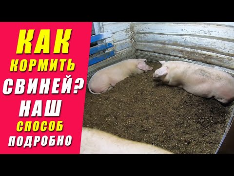 КАК Нужно Кормить СВИНЕЙ | Откорм свиней | Рацион Кормления | КАК Перейти На Сухой Корм