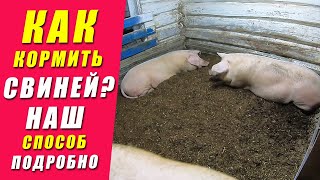 КАК Нужно Кормить СВИНЕЙ | Откорм свиней | Рацион Кормления | КАК Перейти На Сухой Корм