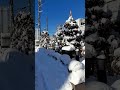 🤯😱 Japan 1 month after Christmas கிரிஸ்மஸ் மரம்!! tamil #Shorts #shortsfeed #ytshortsJapan