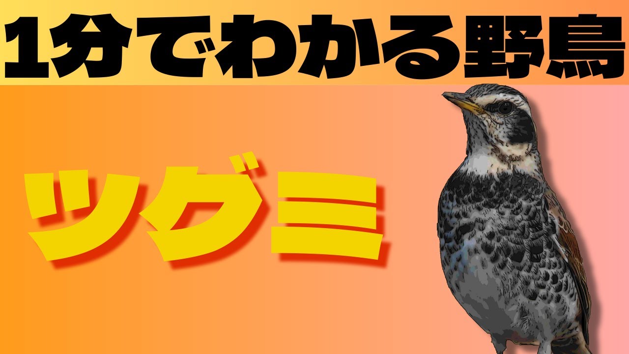 野鳥図鑑】ツグミの見た目・鳴き声・行動パターンを1分で紹介！冬の