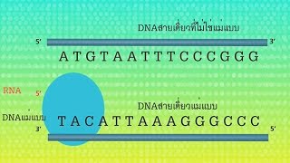 การถอดรหัสพันธุกรรม Transcription วิทยาศาสตร์ ม.4-6 (ชีววิทยา)