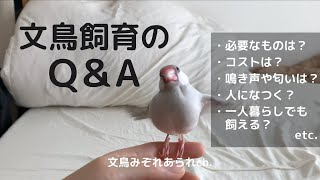 文鳥飼育についてのQ＆A【これから文鳥と暮らしたい方へ！】