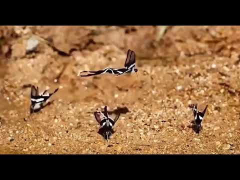 Video: Bướm đuôi én