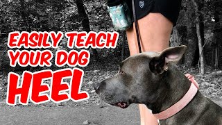 How To Easily Teach Your Dog Heel (No eCollar)