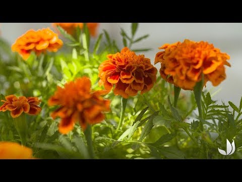 Vidéo: Cultiver des œillets dans un pot : prendre soin des fleurs d'œillets cultivées en conteneur